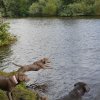 hundetreffen 03.09.2016 556